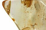 Polished Colombian Copal ( g) - Contains Termite Wings! #326732-1